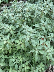 Parietaria floridana