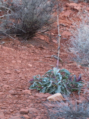 Penstemon