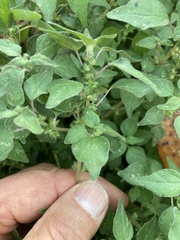 Parietaria floridana