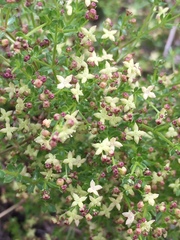 Galium porrigens porrigens