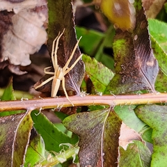 Pisaurina dubia