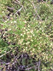 Galium porrigens porrigens