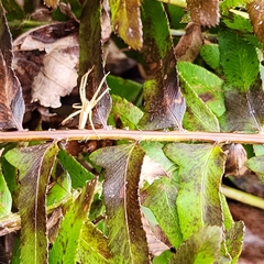Pisaurina dubia