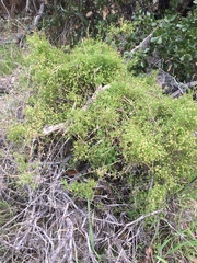 Galium porrigens porrigens