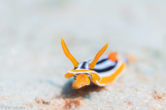 Chromodoris quadricolor