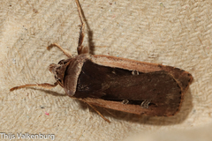 Ochropleura leucogaster