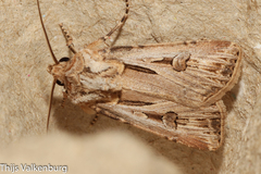 Agrotis spinifera