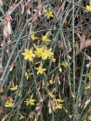 Jasminum nudiflorum
