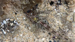 Oligocottus maculosus