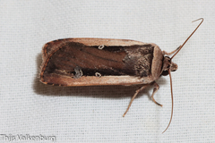 Ochropleura leucogaster