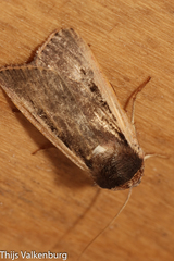 Ochropleura leucogaster