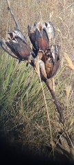 Yucca campestris
