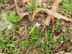 Houstonia pusilla