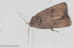 Caradrina clavipalpis