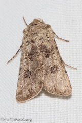Anarta sodae