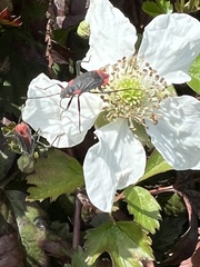 Rubus trivialis