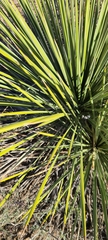 Yucca campestris
