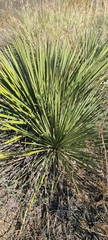 Yucca campestris