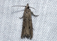 Bactra