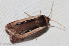 Ochropleura leucogaster