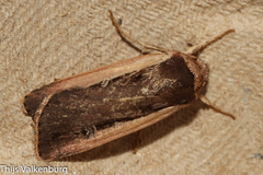 Ochropleura leucogaster