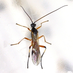 Aleiodes terminalis