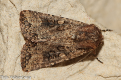 Mythimna languida