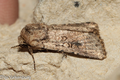 Mythimna languida