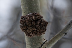Aceria parapopuli