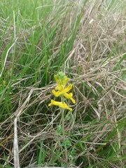 Corydalis aurea