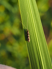Mystacides longicornis