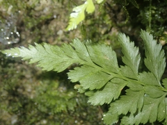 Asplenium adiantum-nigrum
