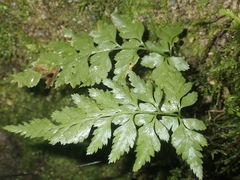 Asplenium adiantum-nigrum