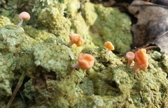 Dibaeis baeomyces