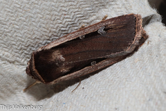 Ochropleura leucogaster