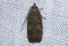Glyphidocera