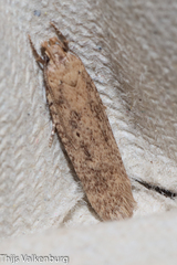 Platyedra subcinerea