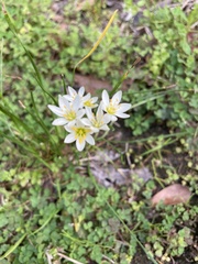 Nothoscordum bivalve