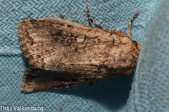 Mythimna languida