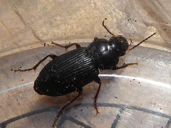 Anisodactylus binotatus