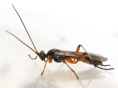 Aleiodes terminalis