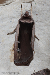 Ochropleura leucogaster
