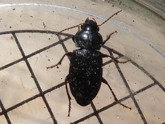 Anisodactylus binotatus