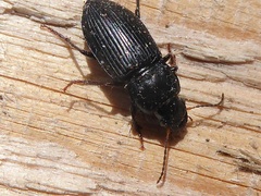 Anisodactylus binotatus