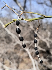 Styphnolobium affine