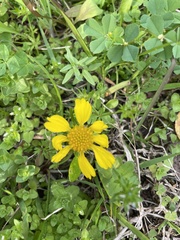 Helenium amarum