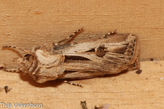 Agrotis spinifera