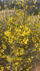 Forsythia × intermedia