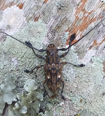 Steirastoma histrionicum