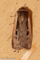 Ochropleura leucogaster